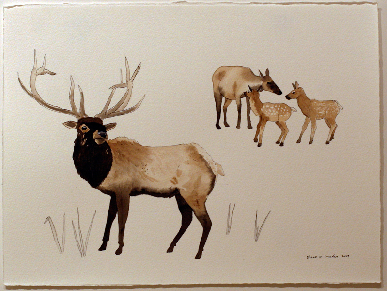 elk