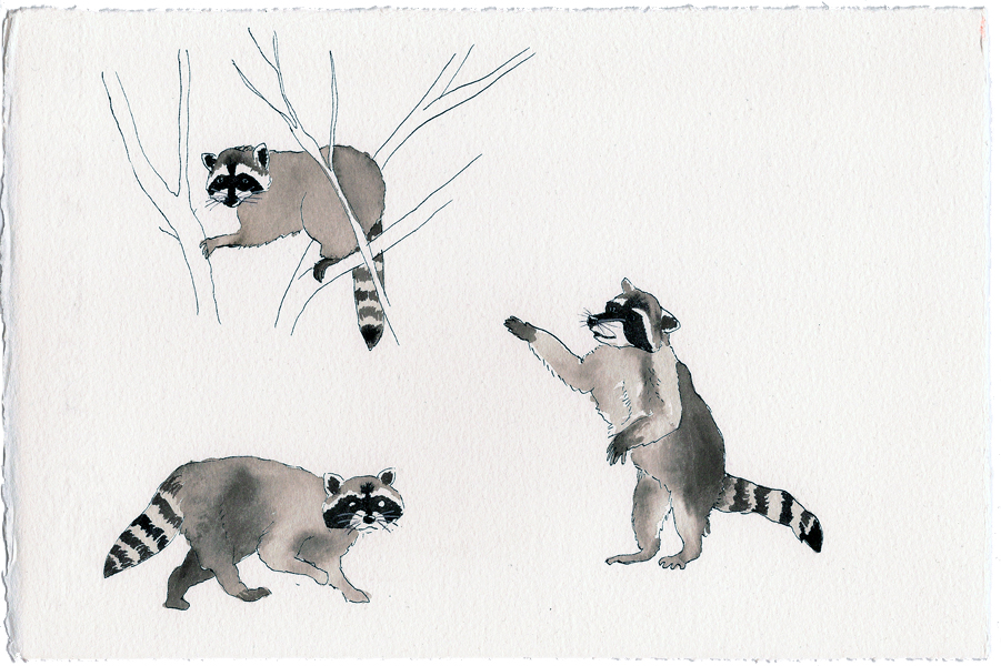 raccoons