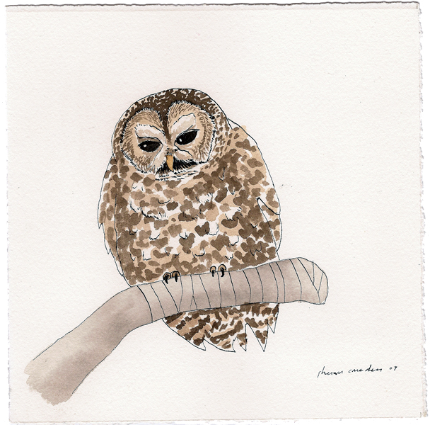 spotted owl