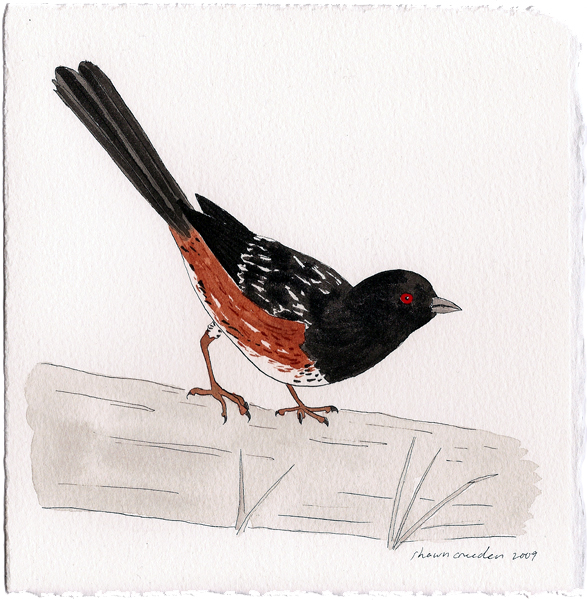 spotted towhee