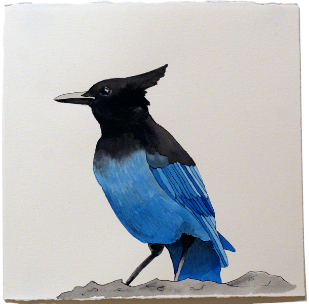 steller jay