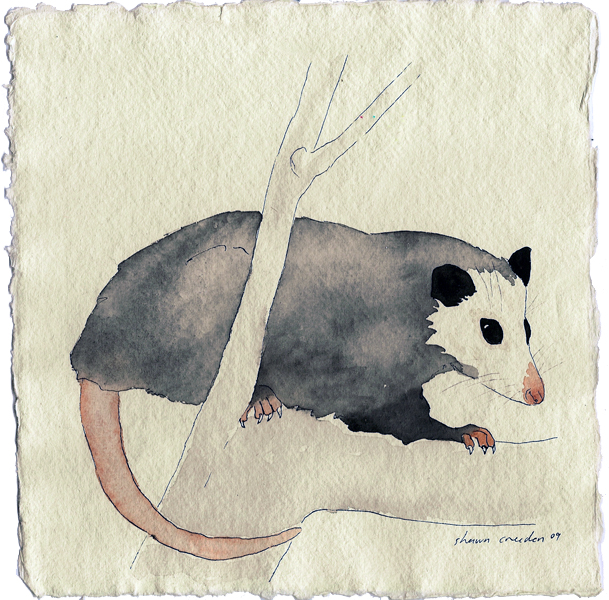 virginia opossum