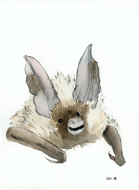 big-eared bat