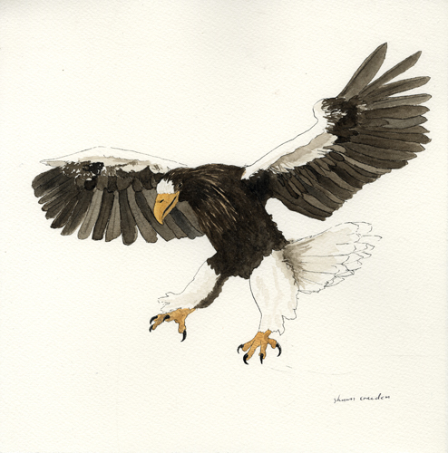 steller's sea eagle