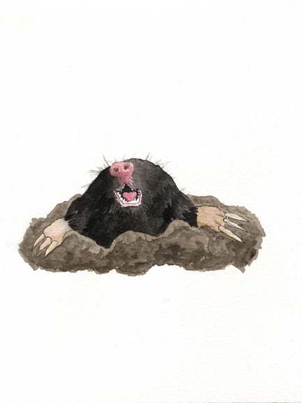 european mole