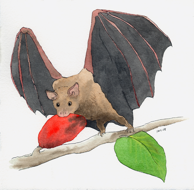 jamaican fruit bat