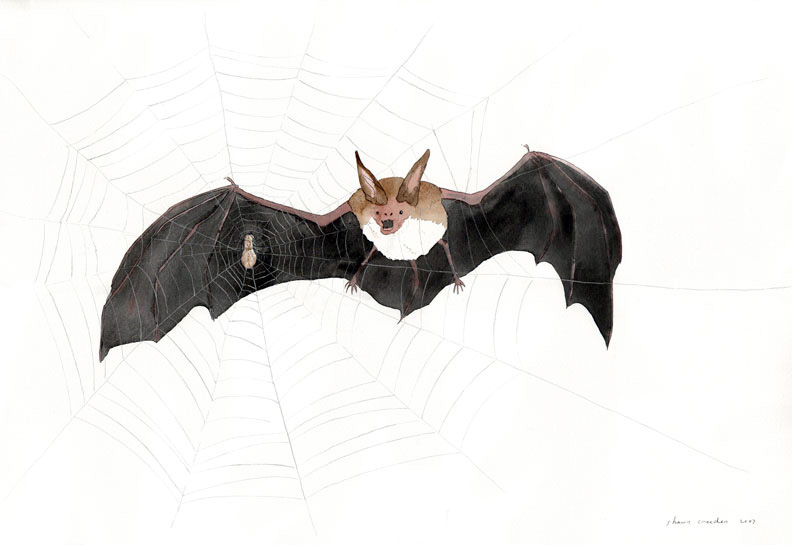 natterer's bat