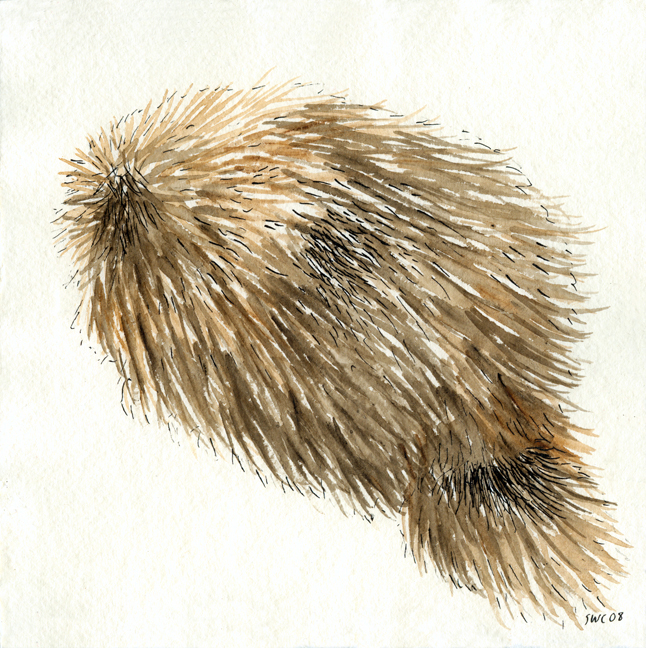 porcupine