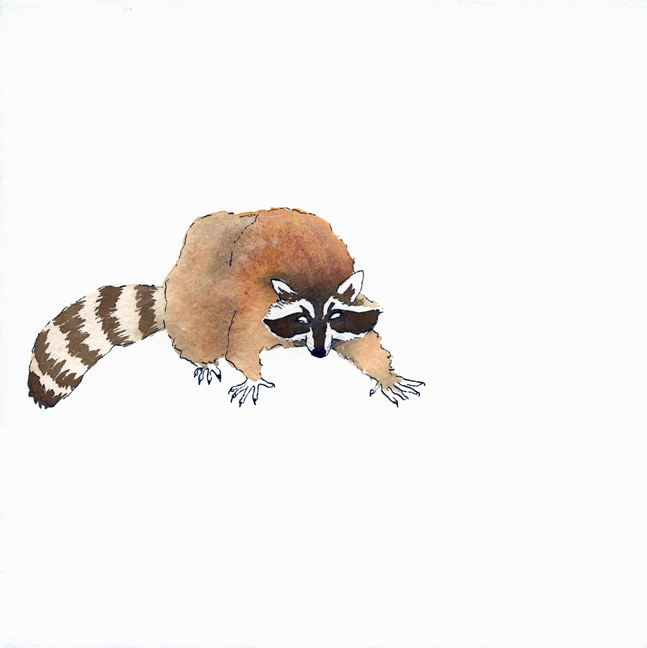 rabid raccoon