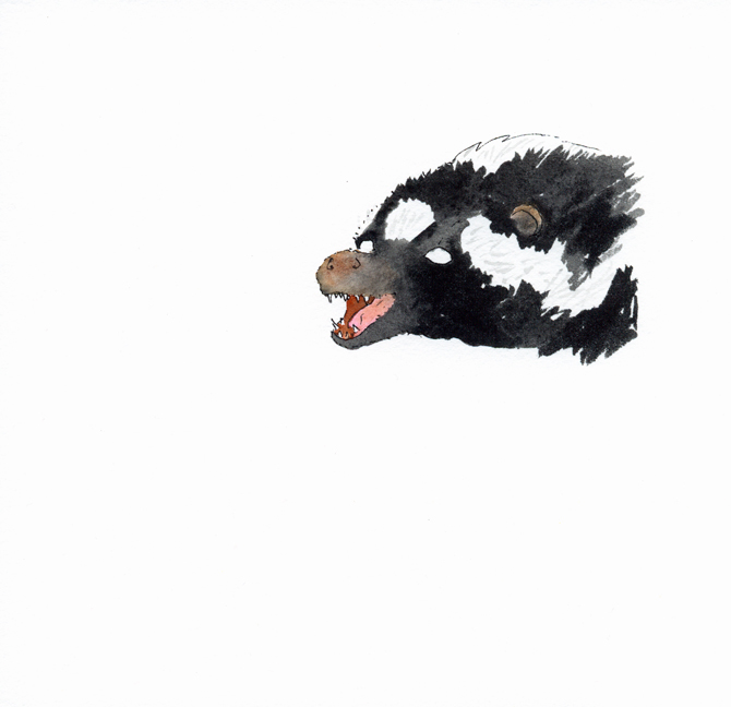 rabid skunk